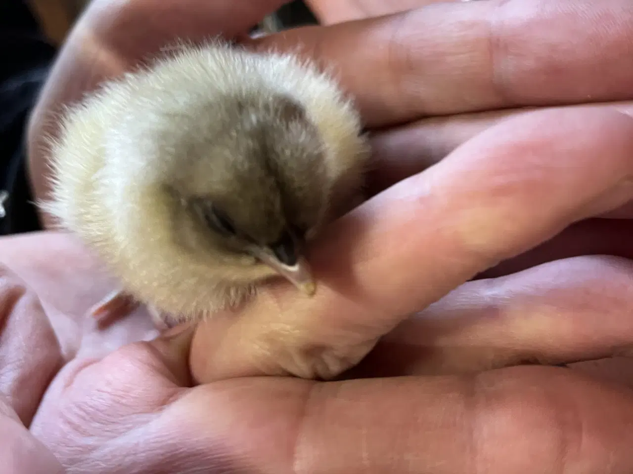 Billede 9 - Daggammel kyllinger 