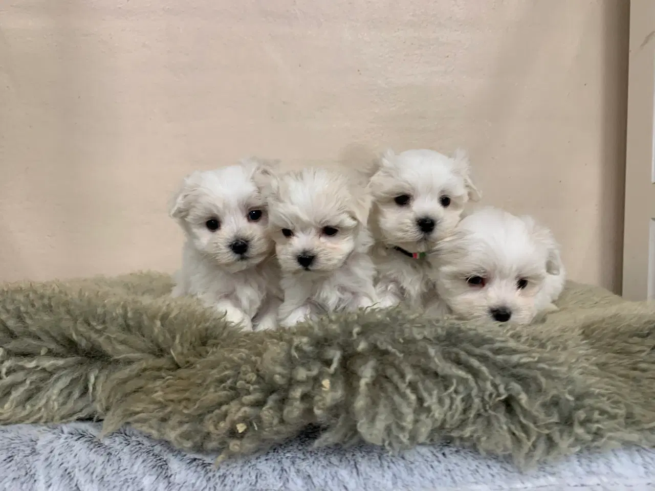 Billede 8 - Ægte mini malteser babyer