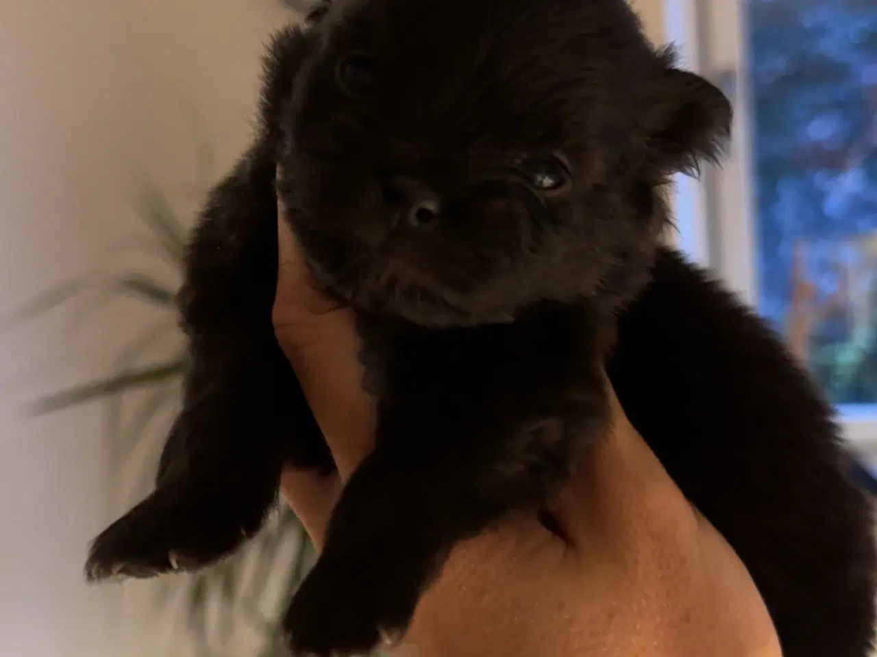 Billede 4 - Pomchi hvalpe 