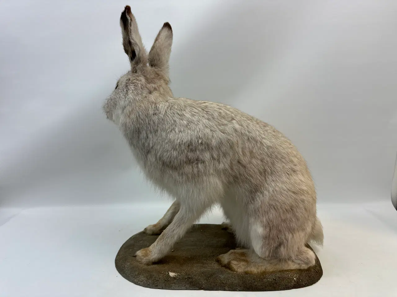 Billede 2 - Udstoppet Snehare