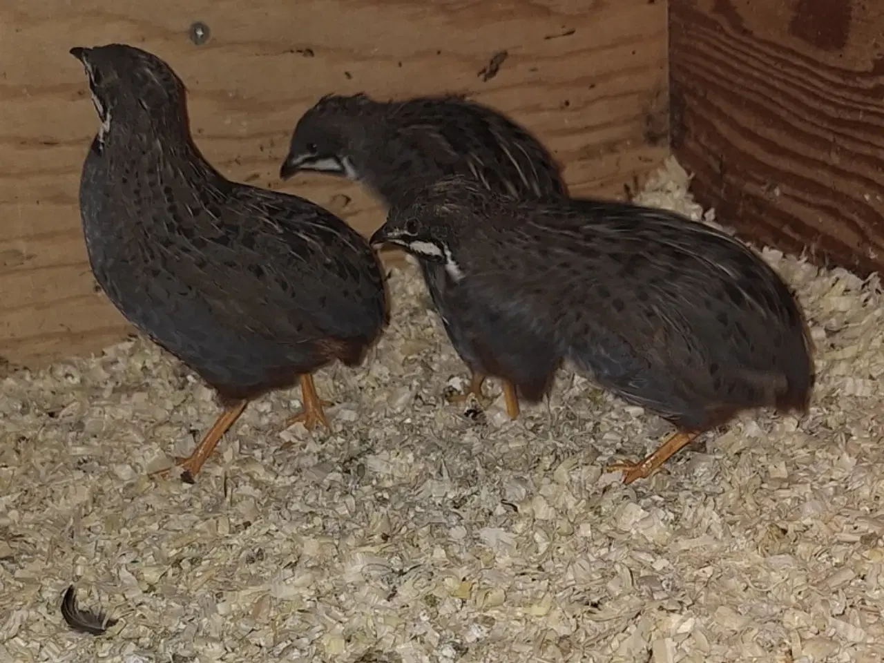 Billede 1 - Kinesiske dværgvagtler 