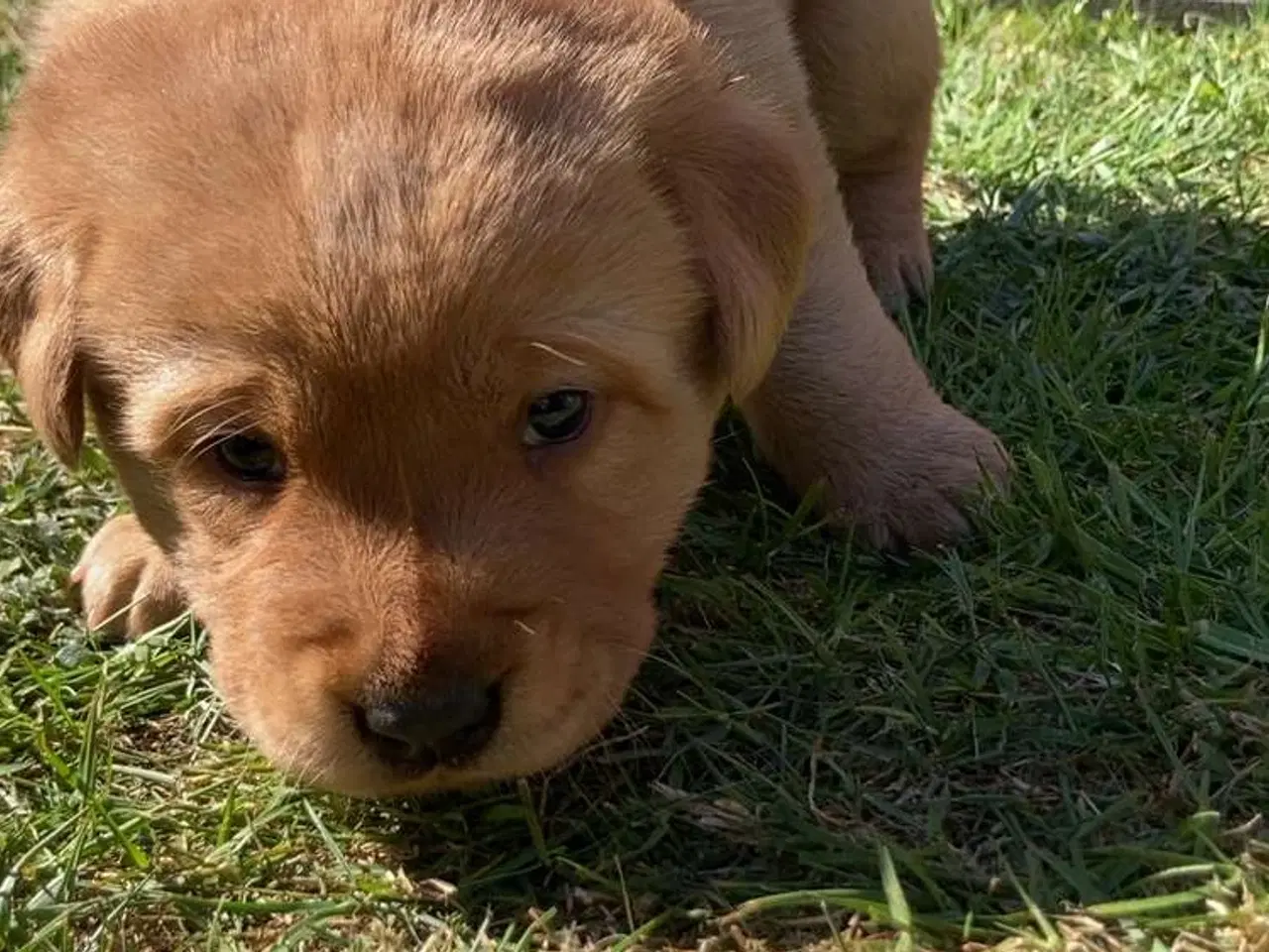 Billede 7 - Blandings Hvalpe 3/4 labrador 1/4 chow chow