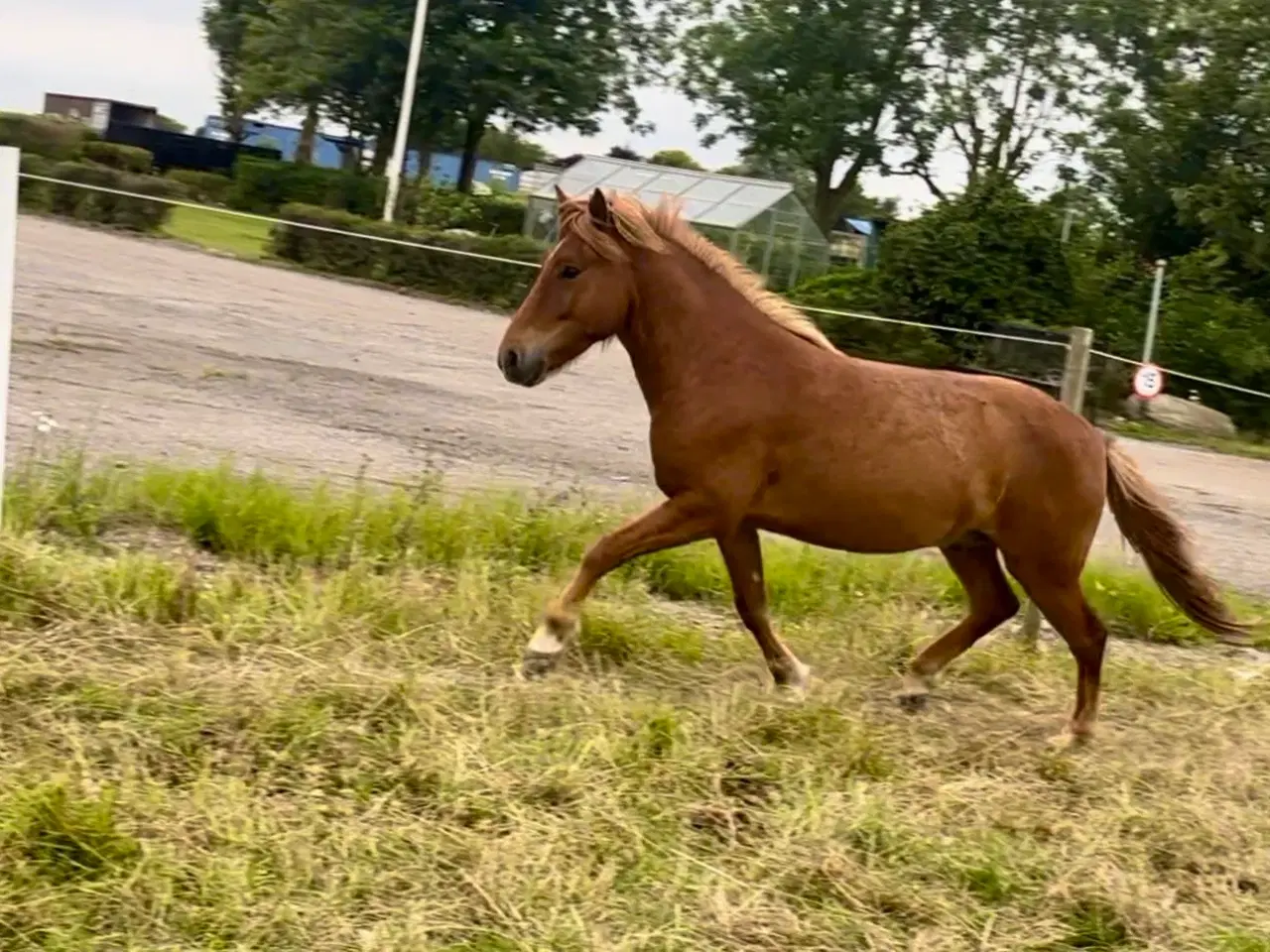 Billede 4 - 3 års islænder vallak sælges