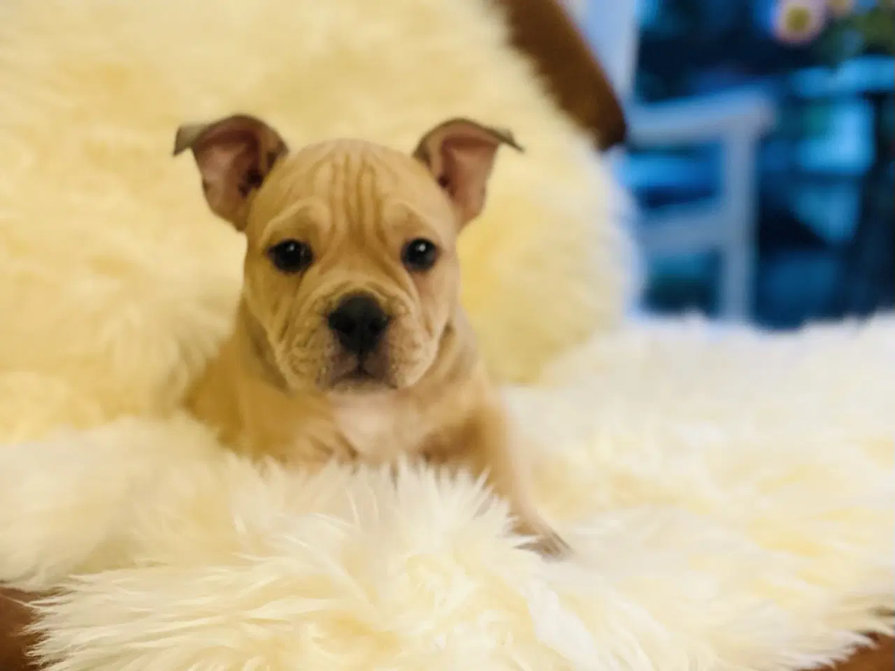 Billede 5 - New english bulldog