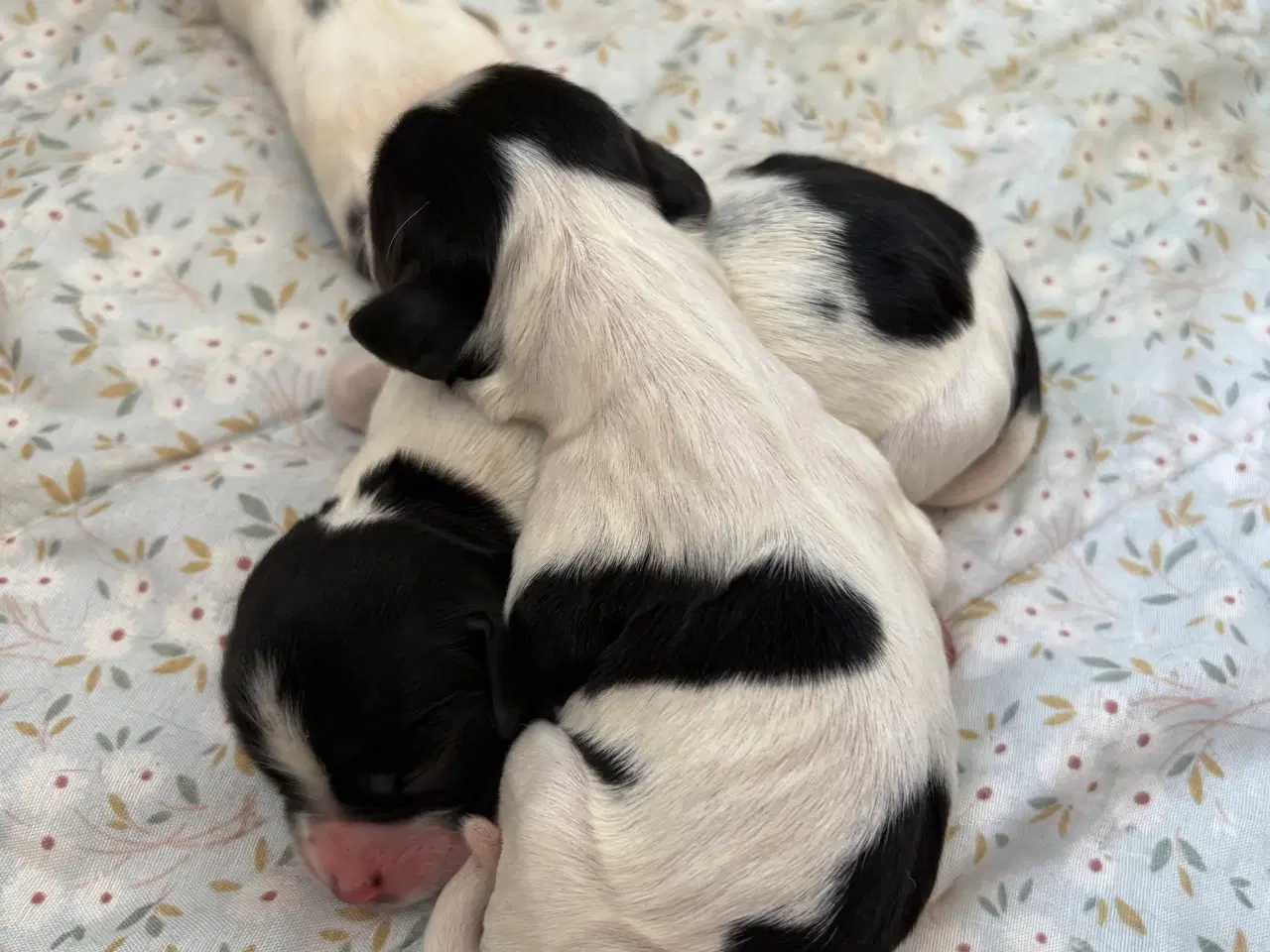 Billede 3 - FT Springer Spaniel med stamtavle 