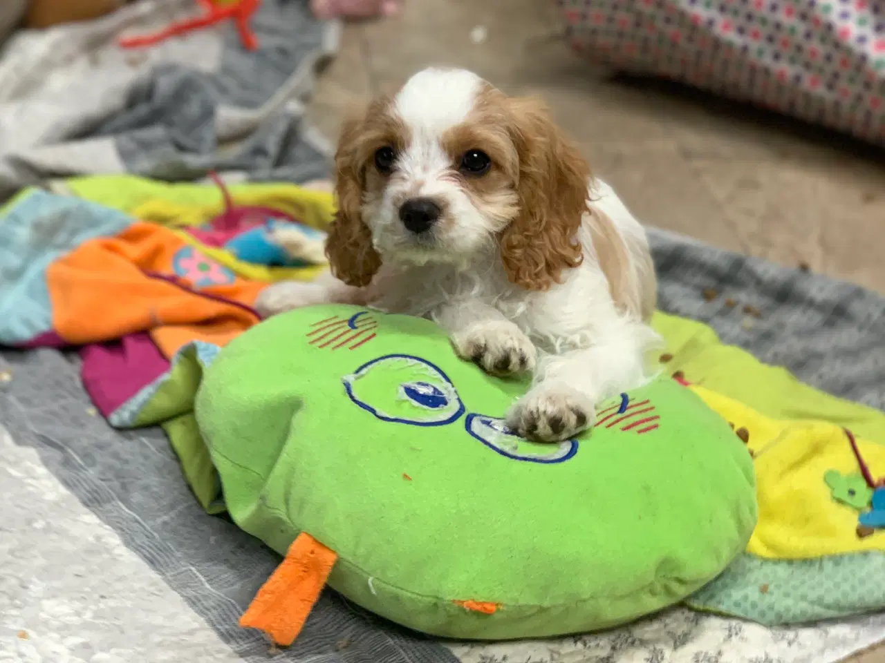 Billede 16 - Den yndigste cavapoo dreng er rejseklar 