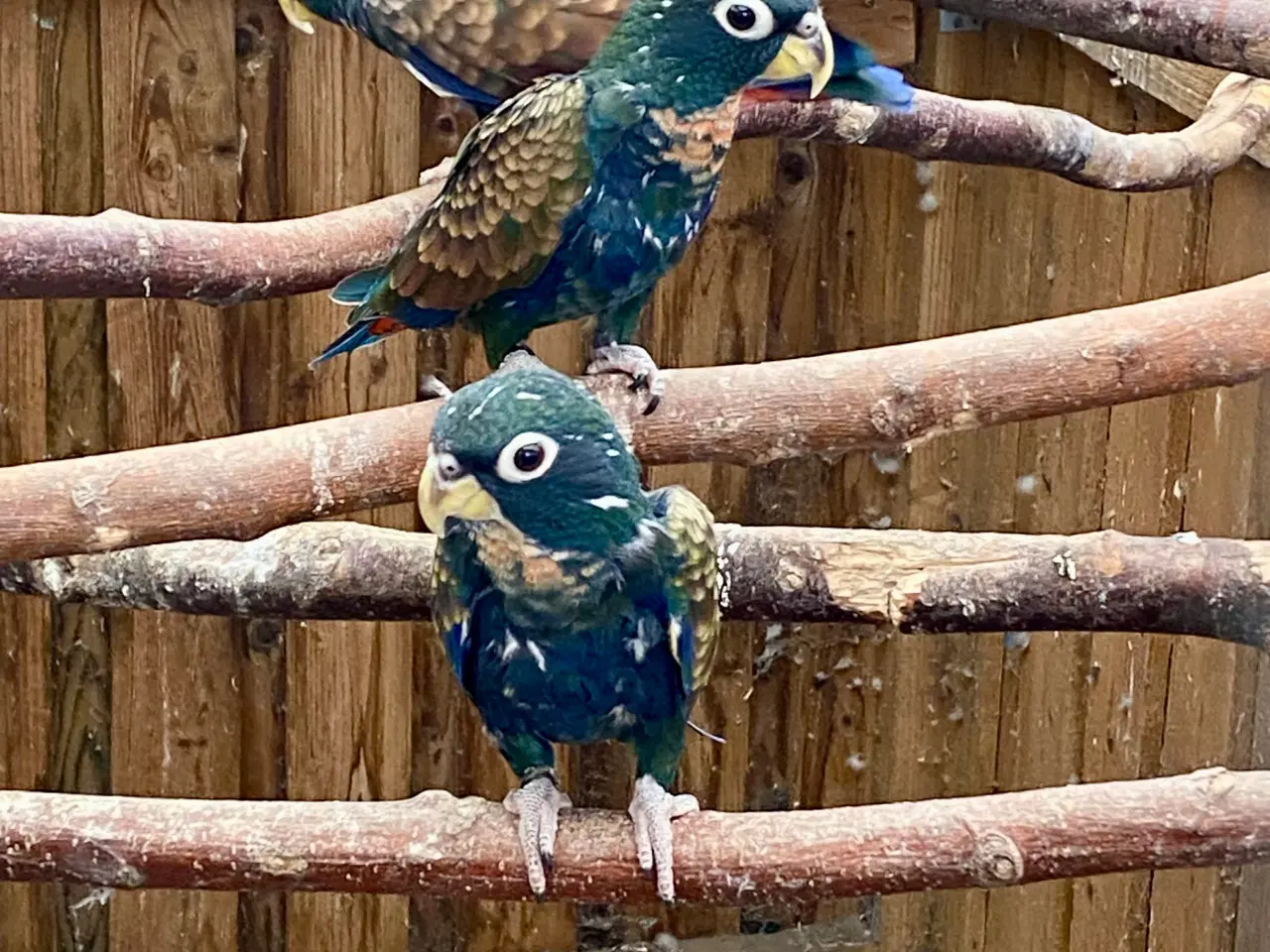 Billede 2 - Papegøjer Pionus 