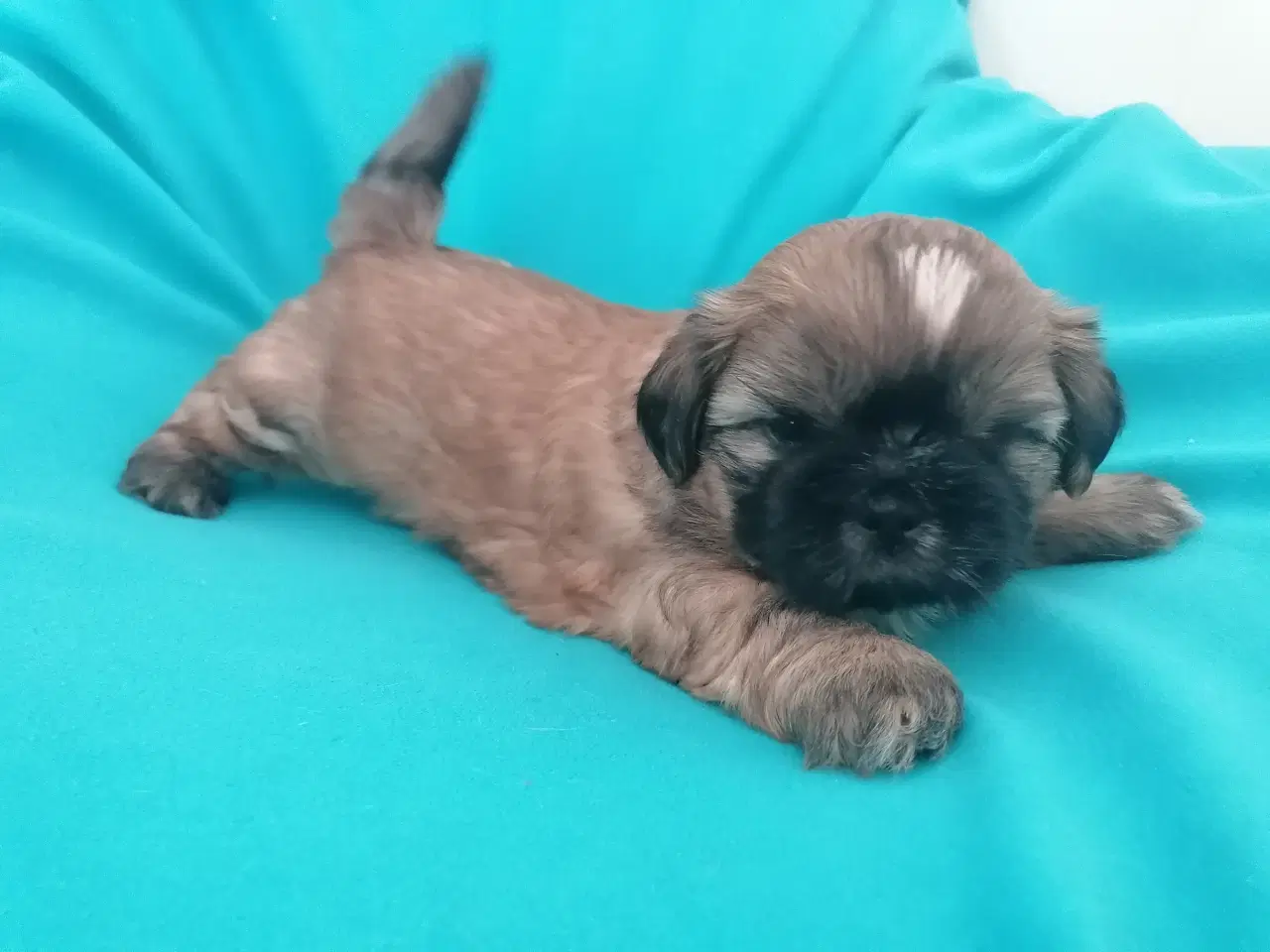 Billede 3 - Malteser / Shih Tzu / Bomuldshund ( Boomer )