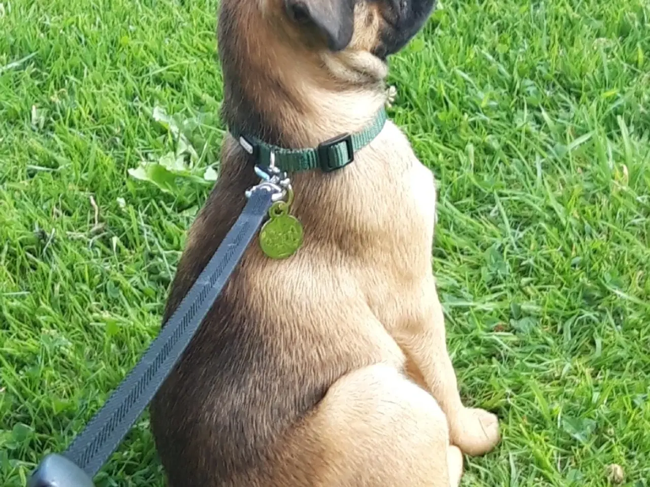 Billede 5 - MOPS BLANDING  .  Mops - Chihuahua