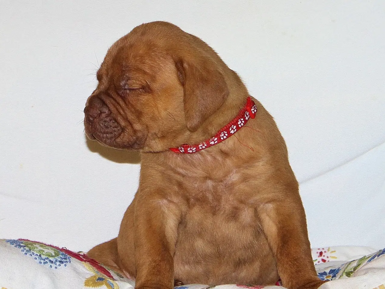 Billede 3 - Smukke fransk mastiff/Dogue de Bordeaux hvalpe 🐾