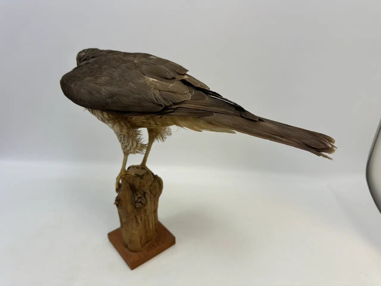 Billede 2 - Udstoppet Spurvehøg