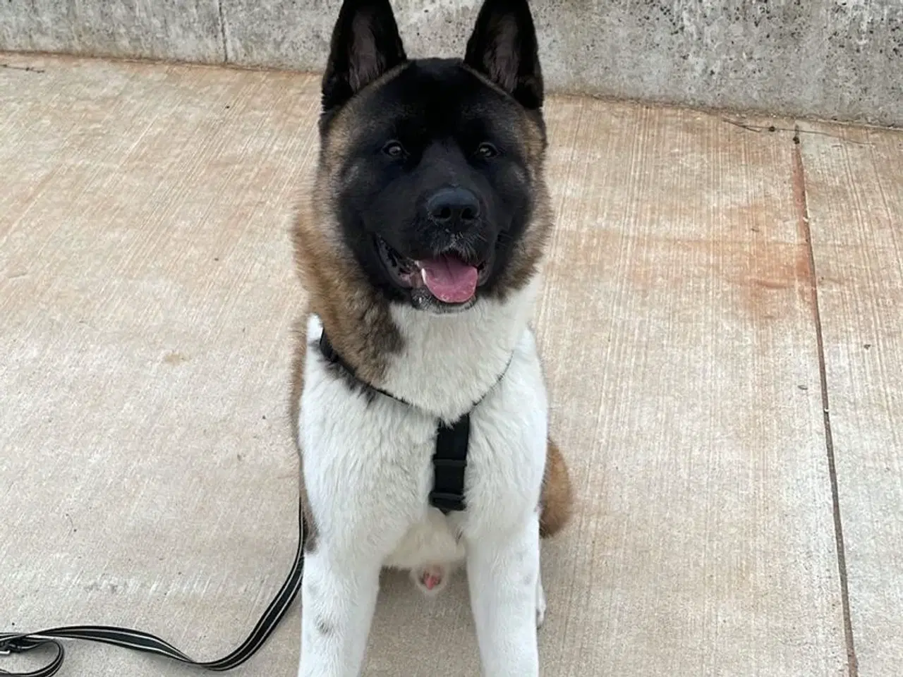 Billede 7 - Hvalpe mixed breed. American akita/ Sort schæfer 