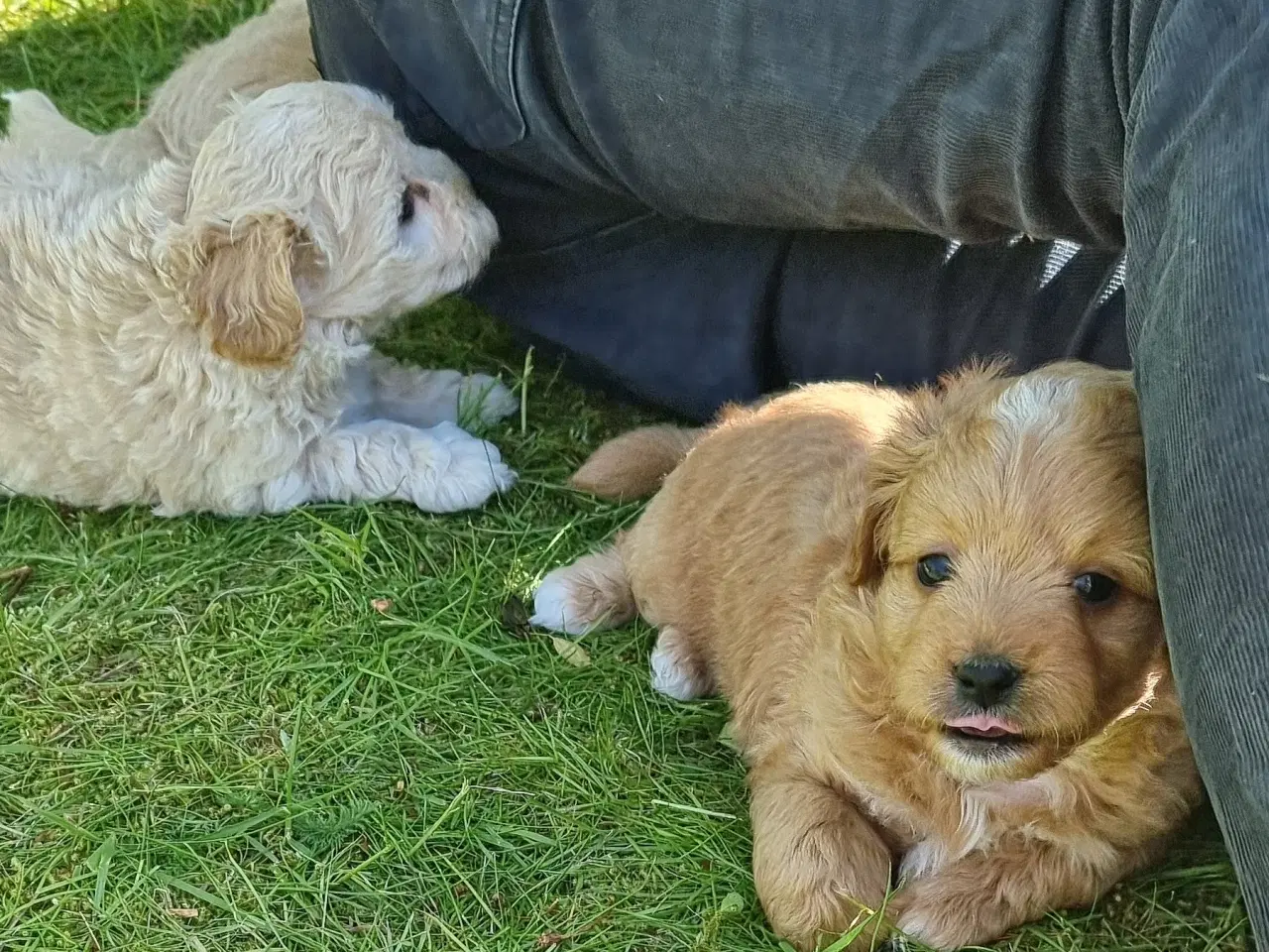 Billede 4 - Boomer/Puddel hvalpe