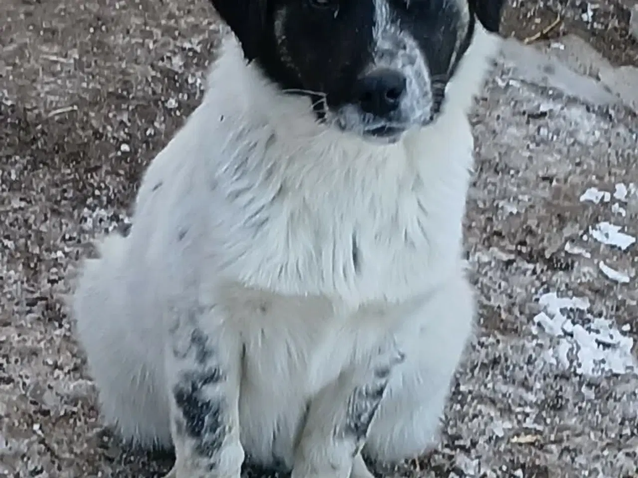 Billede 2 - Lumos søger familie 🩷