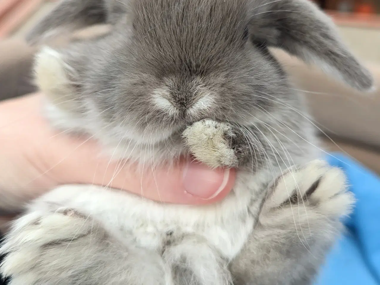 Billede 3 - Minilop kaninunge sælges 
