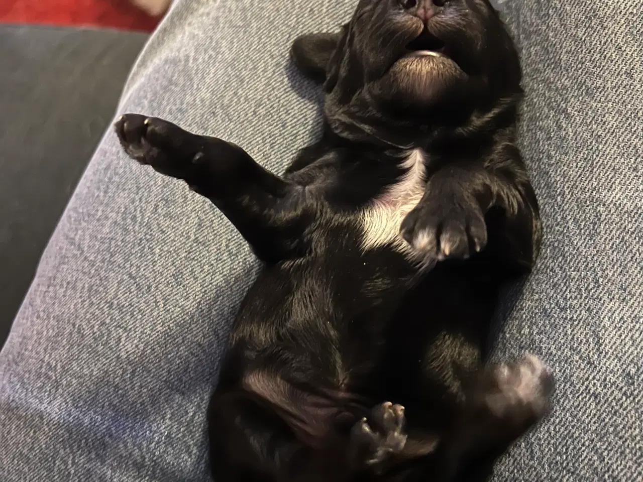 Billede 3 - Dværgpuddel blanding, foxpuddel, hvalpe