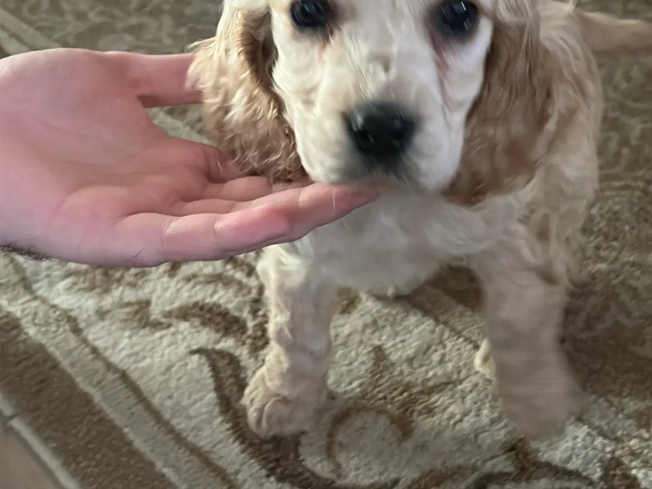 Billede 2 - Sund cocker spaniel hvalpe 