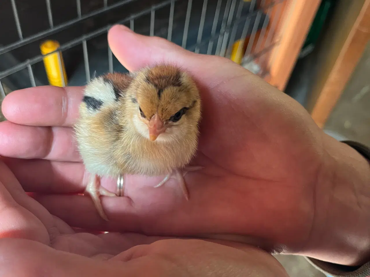 Billede 13 - Daggammel kyllinger 