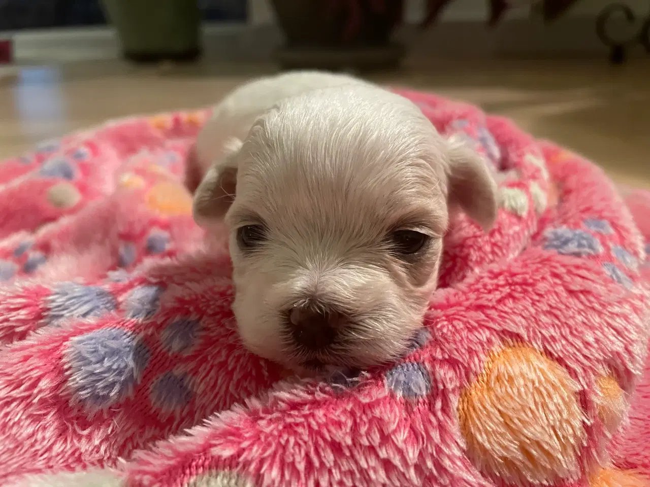Billede 6 - Malteser hvalpe