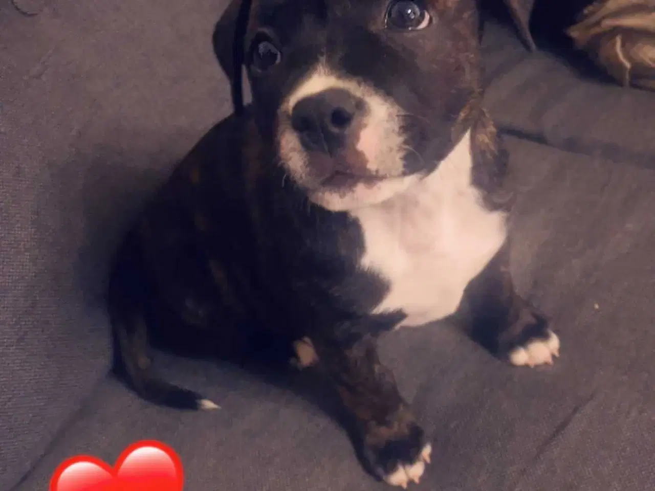 Billede 4 - Lille Daisy søger nyt hjem..