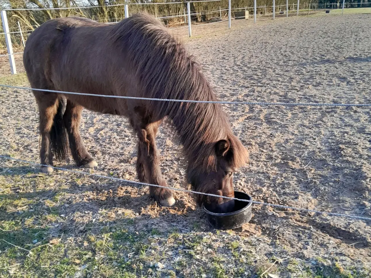 Billede 3 - Kola fra øen 