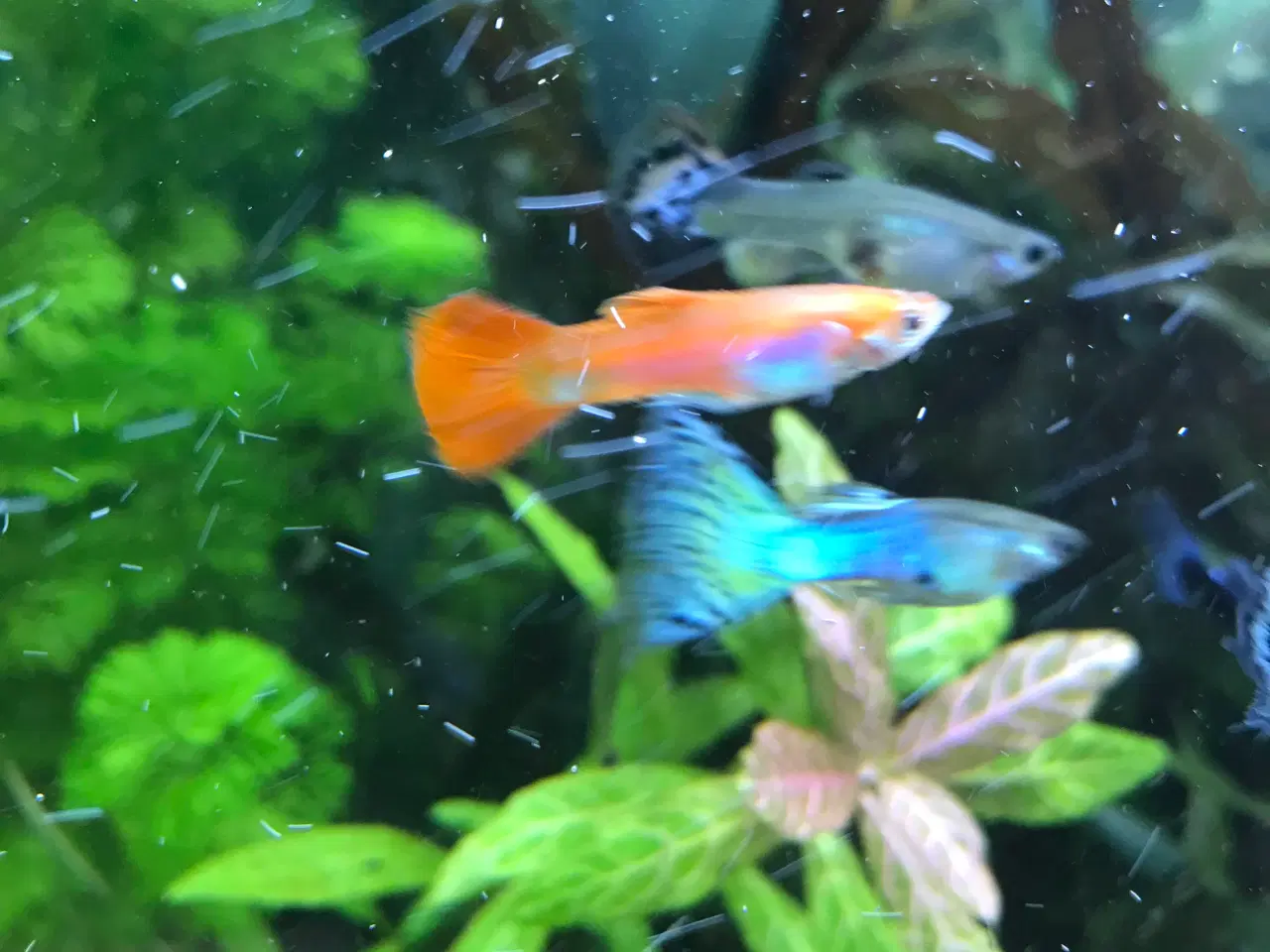 Billede 1 - 🐠 Guppyer  – voksne i flotte farver | Afhentning 