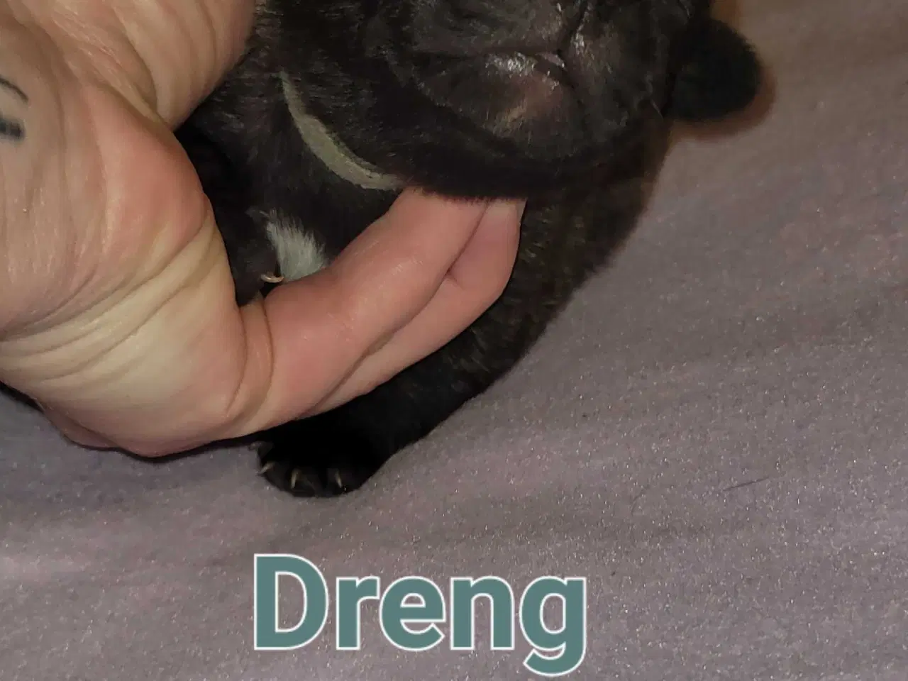 Billede 8 - Mops beagle blanding