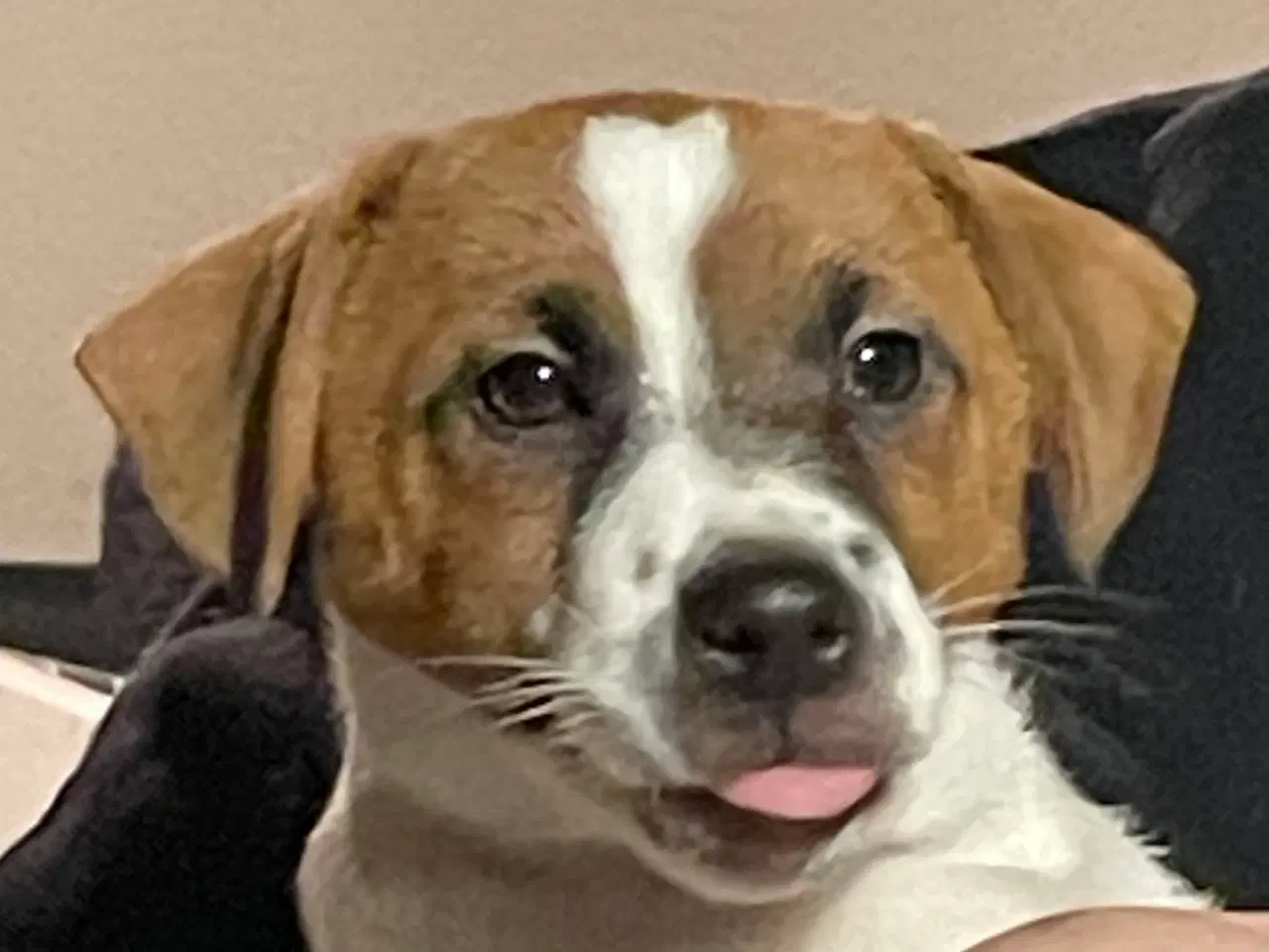 Billede 8 - Jack Russell Hvalpe - Glathåret - DKK stamtavle