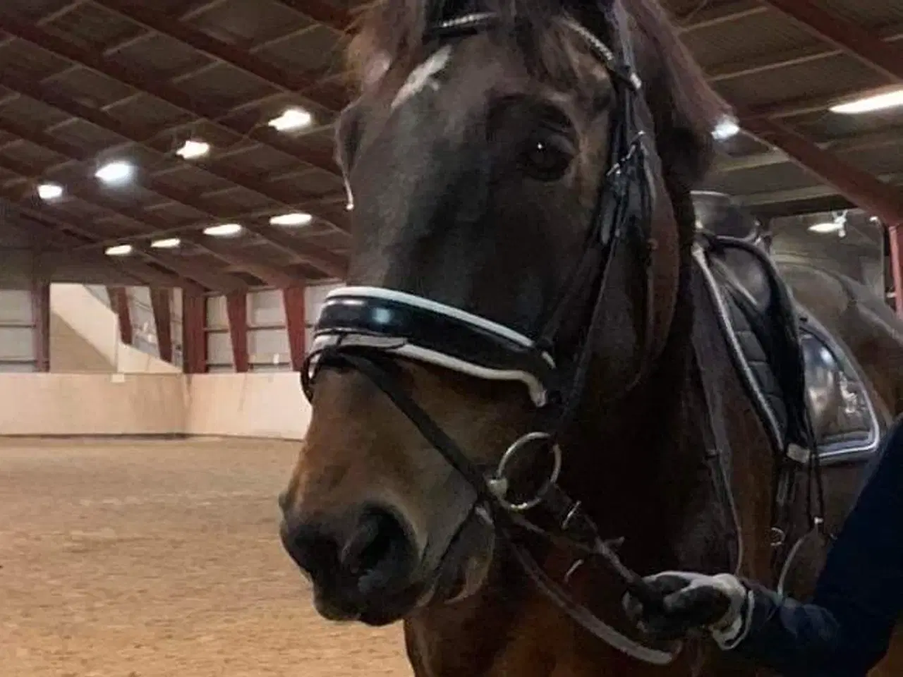 Billede 1 - Trense str XF