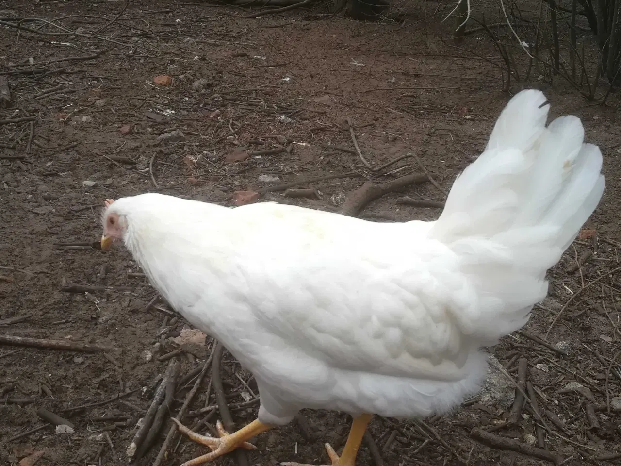 Billede 5 - Rigtig god ægge lægger hvide Italiener Lohmann dek