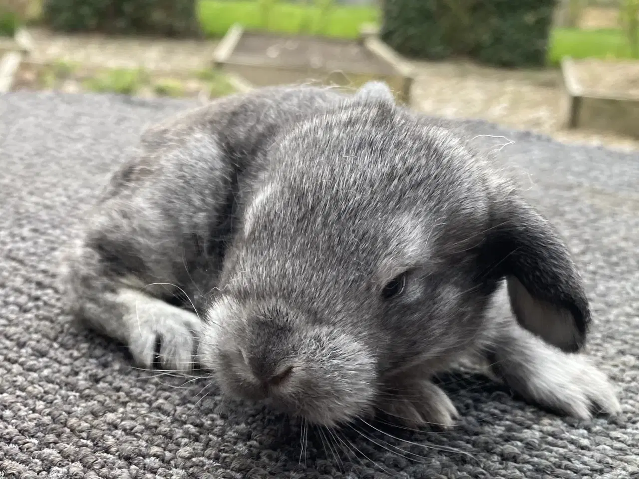 Billede 5 - FRANSK VÆDDER HAN CHINCHILLA