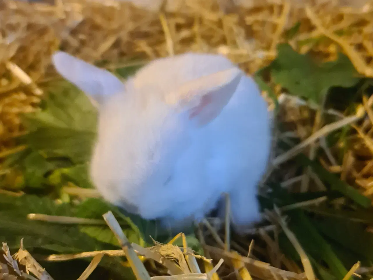Billede 5 - Mini Lop, kanin unger 