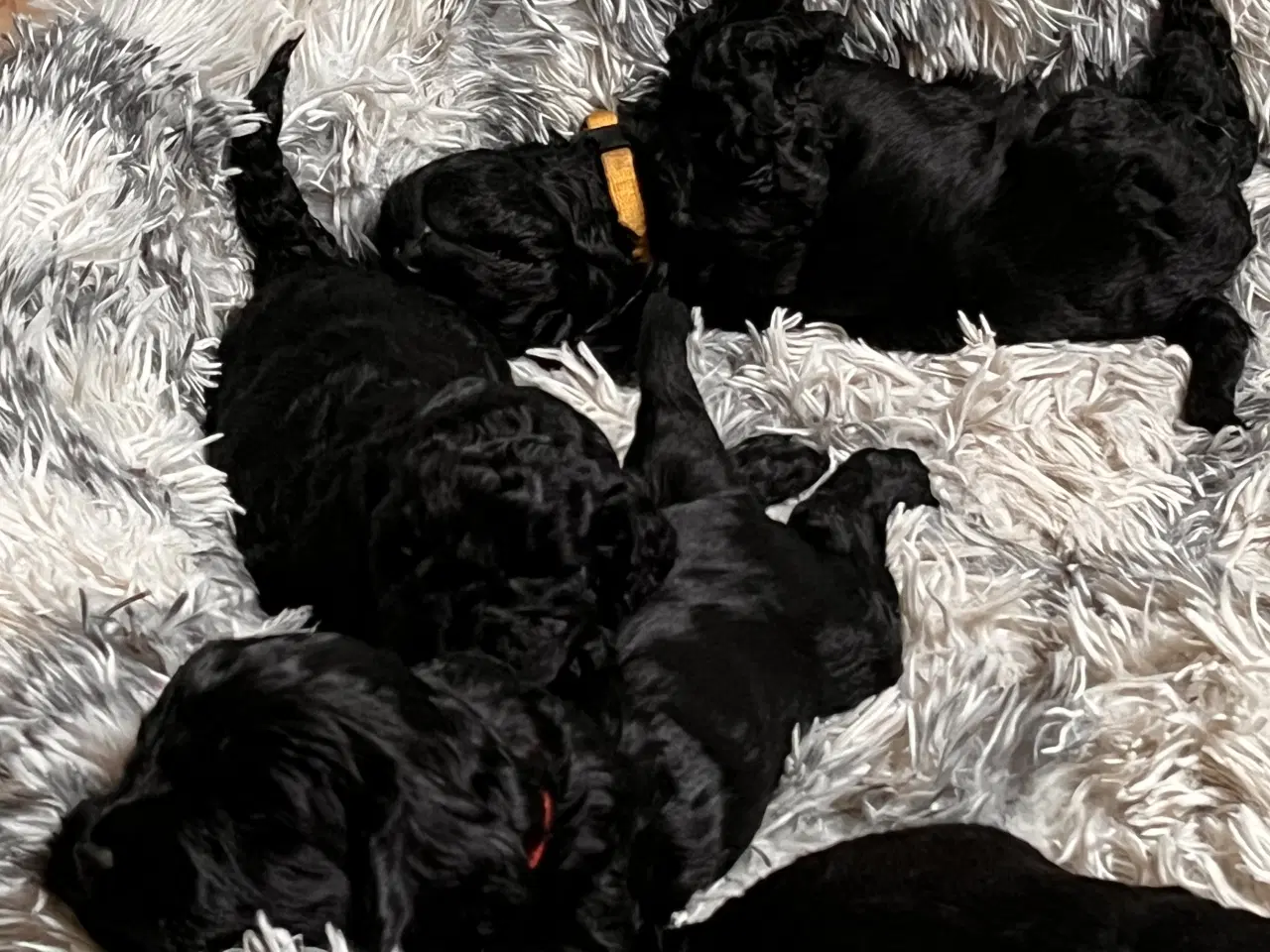 Billede 8 - Cockapoo hvalpe søger nye hjem