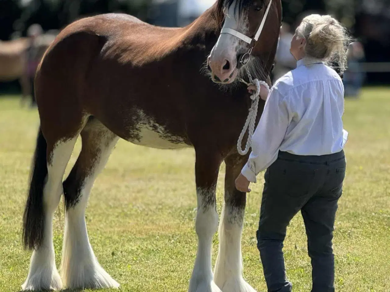 Billede 6 - Sjælden mulighed for at blive ejer af en CLYDESDAL