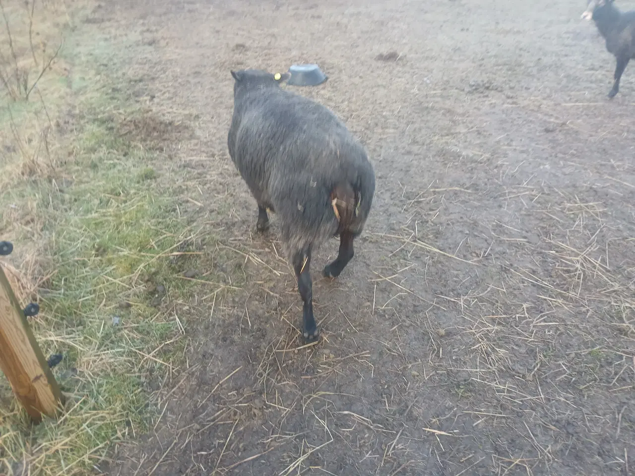 Billede 1 - Vædder Blå texel