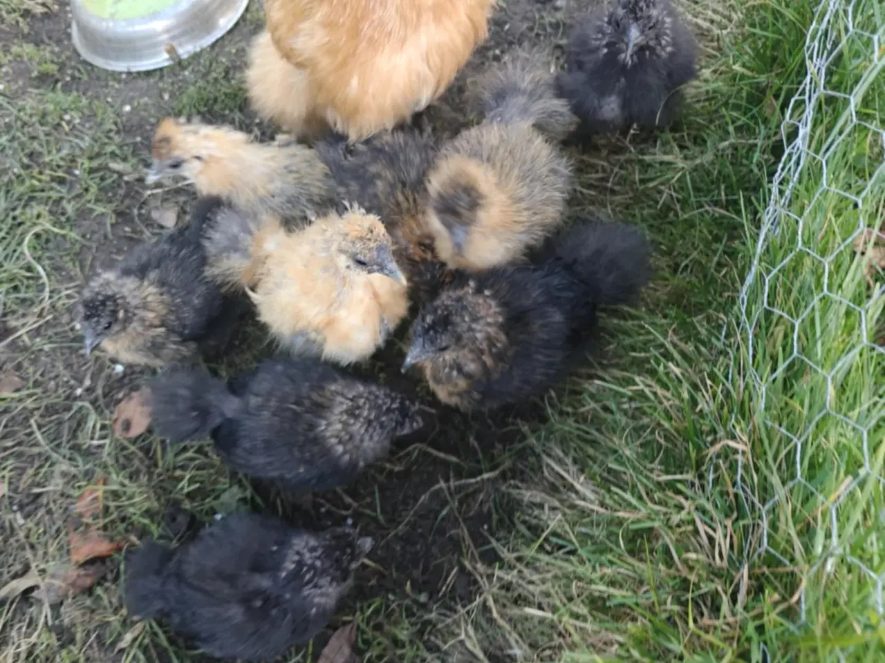 Billede 3 - Dværgsilke