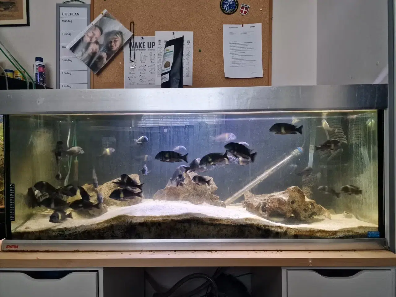 Billede 1 - Eheim 350l akvarie