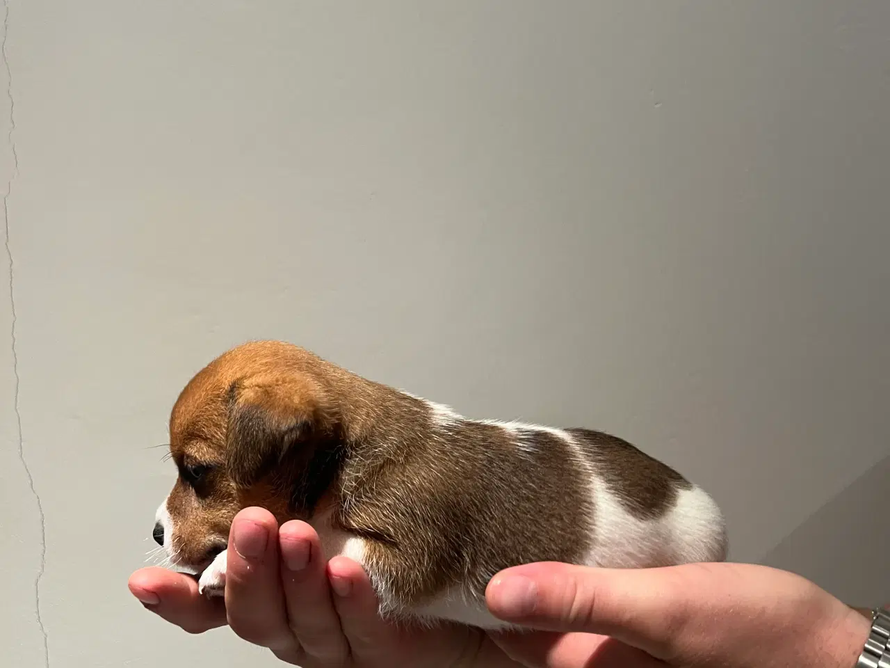 Billede 2 - Jack Russel Hvalpen