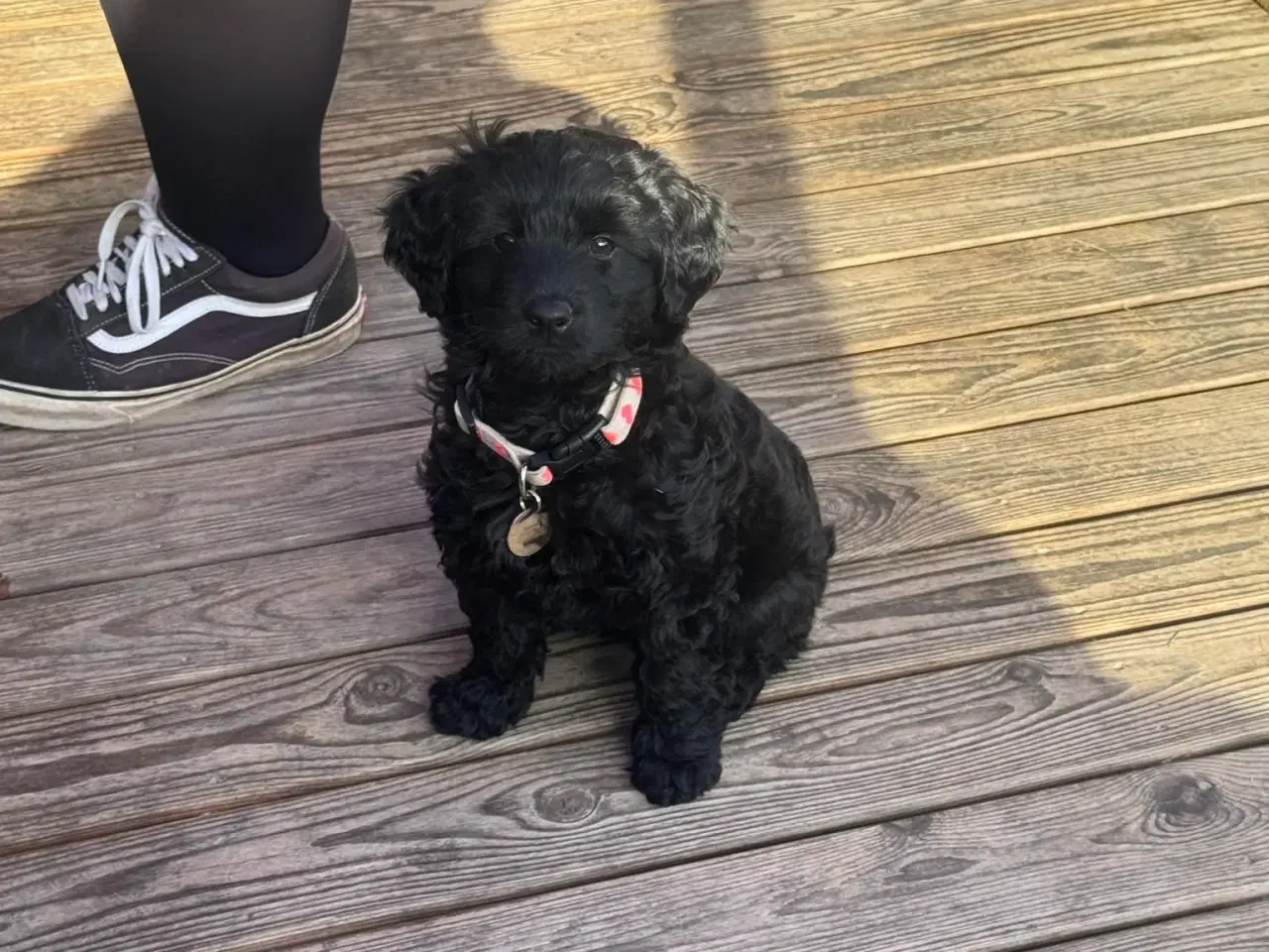 Billede 3 - Goldendoodle/dværgpuddel hvalpe
