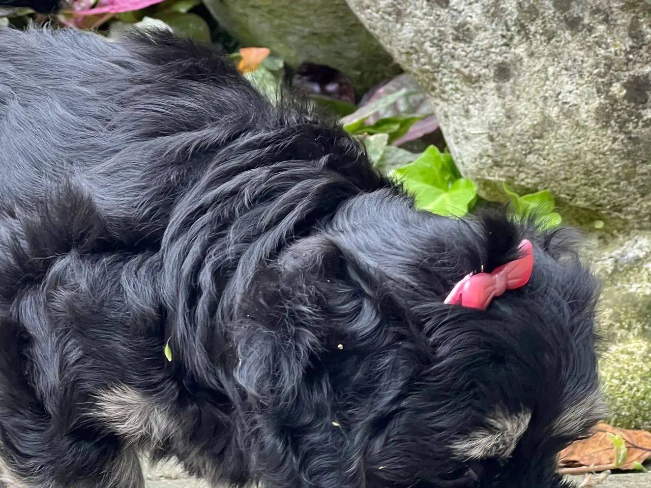 Billede 10 - 🩷Sødeste Bichon Havanais Pige 🩷