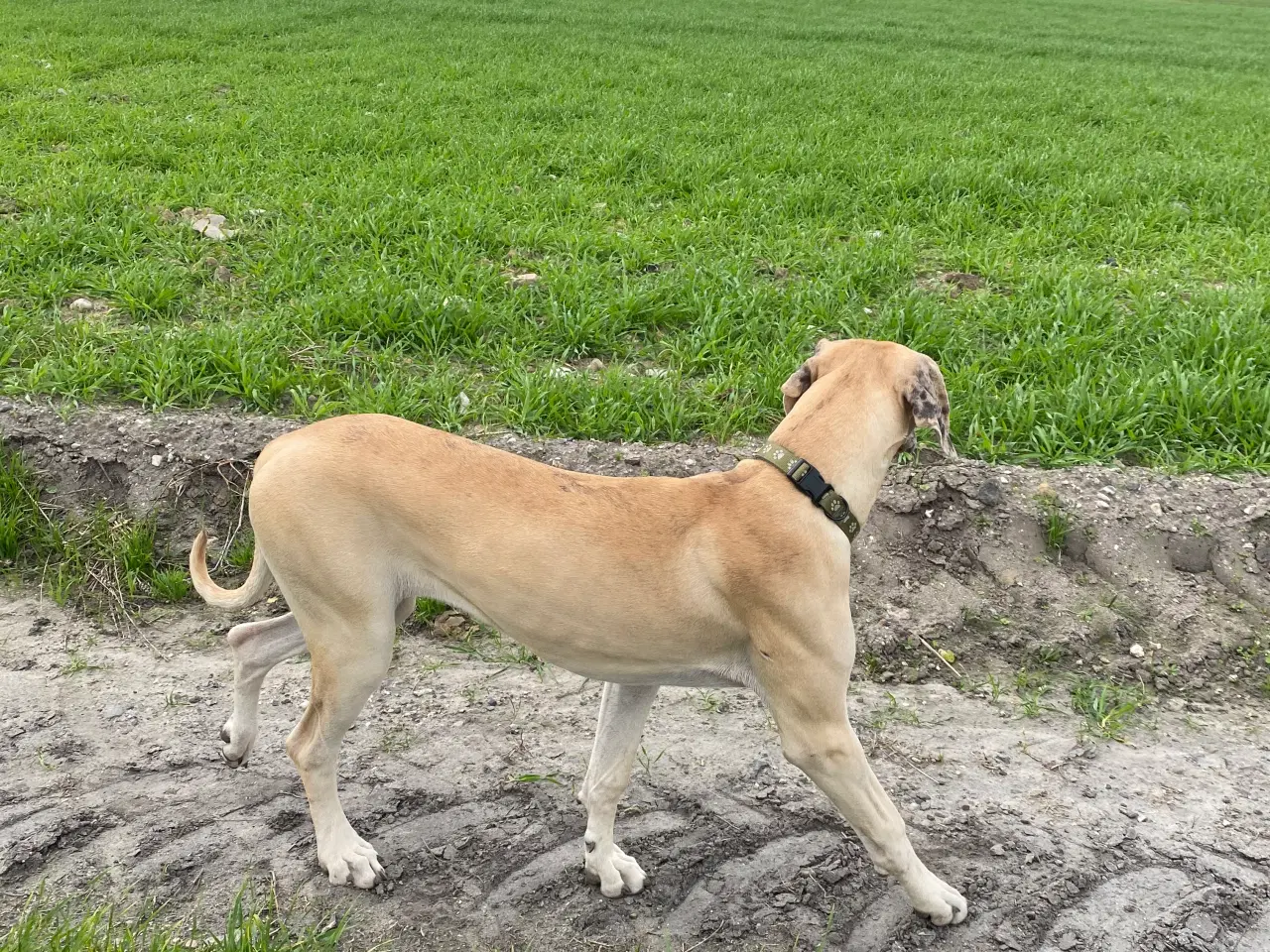 Billede 9 - Grand danois på 1 år