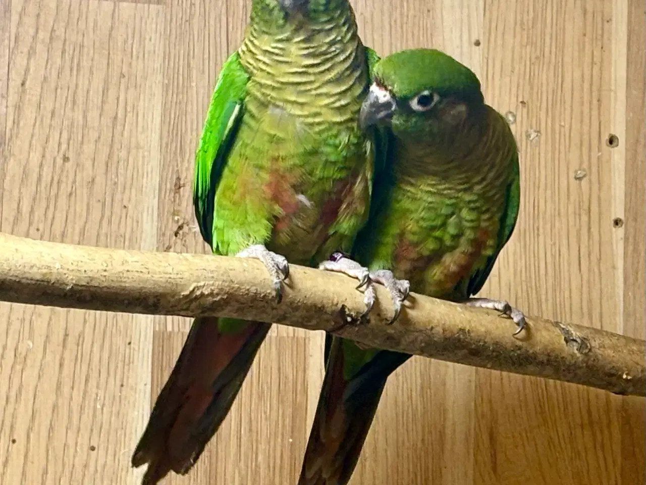 Billede 1 - 1,1 Rødbuget Conure