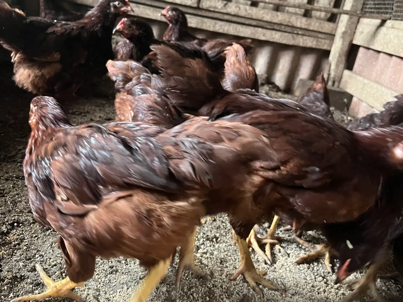 Billede 2 - Kyllinger, Rhode Island Red