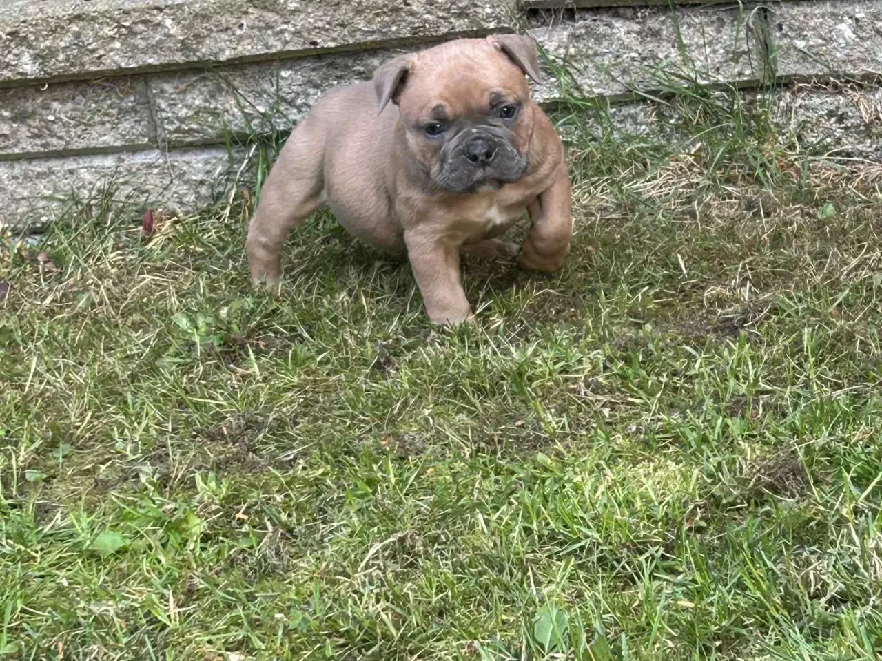 Billede 2 - New english bulldog