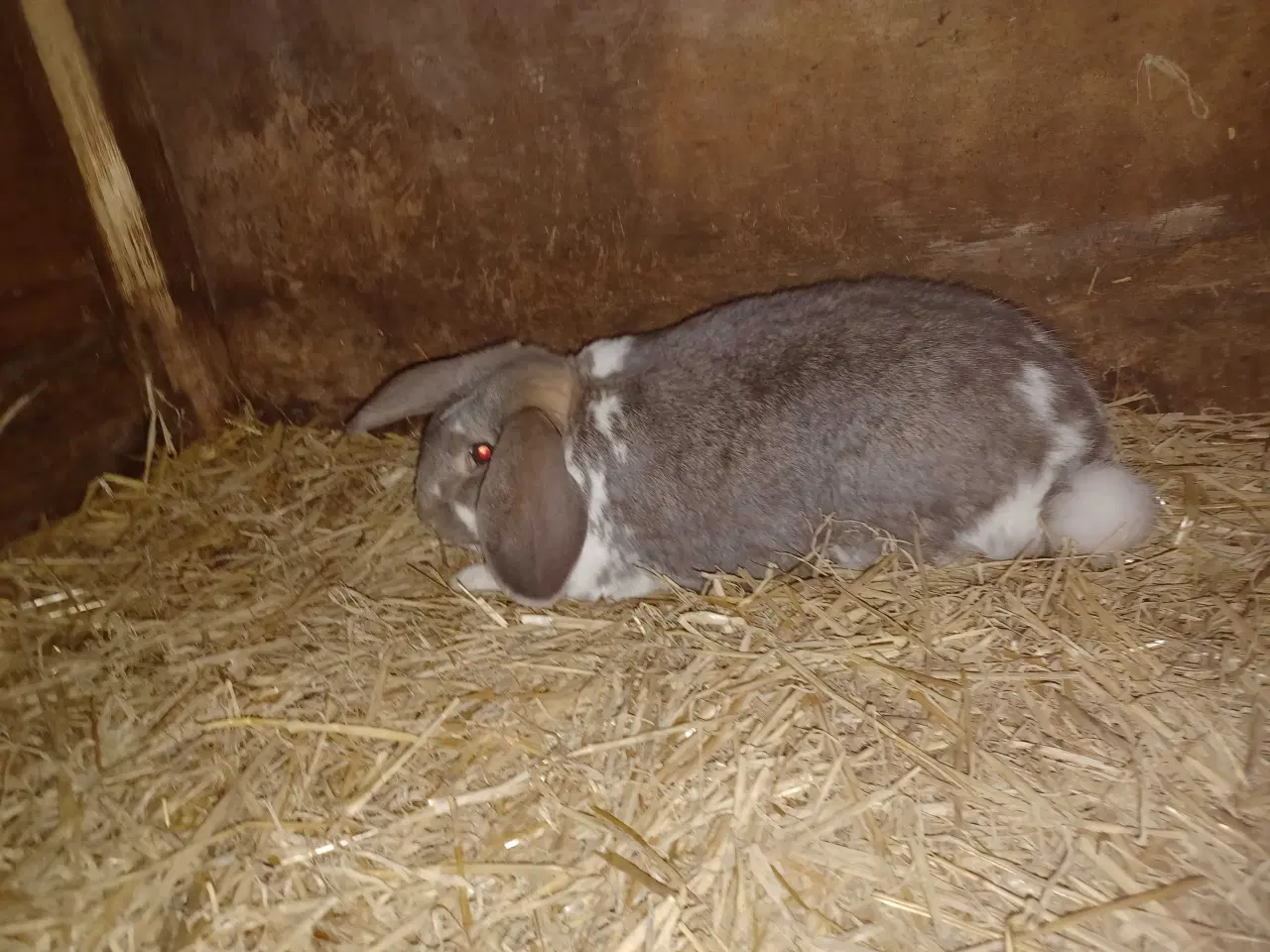 Billede 2 - Fransk vædder blandings han