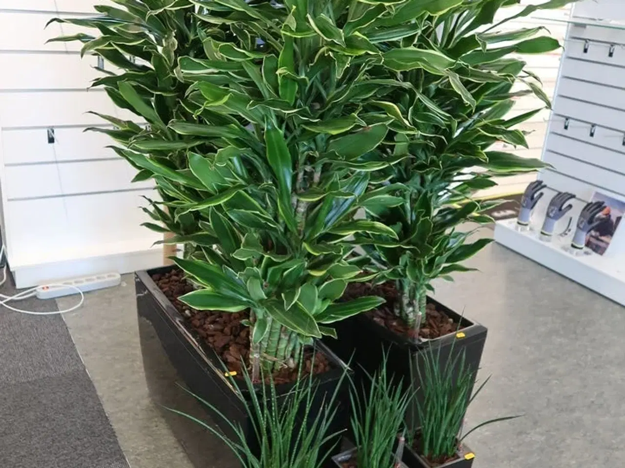 Billede 3 - 5 stk. Planter