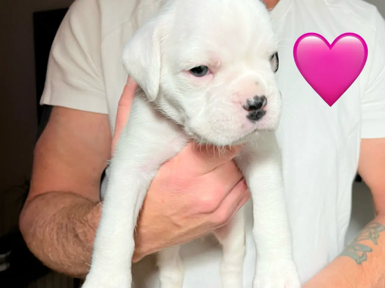 Billede 14 - Skønneste Boxerhvalpe søger nyt hjem