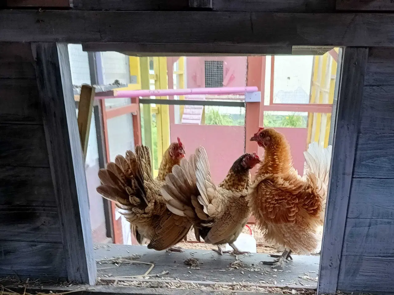 Billede 6 - Dværg mix kyllinger