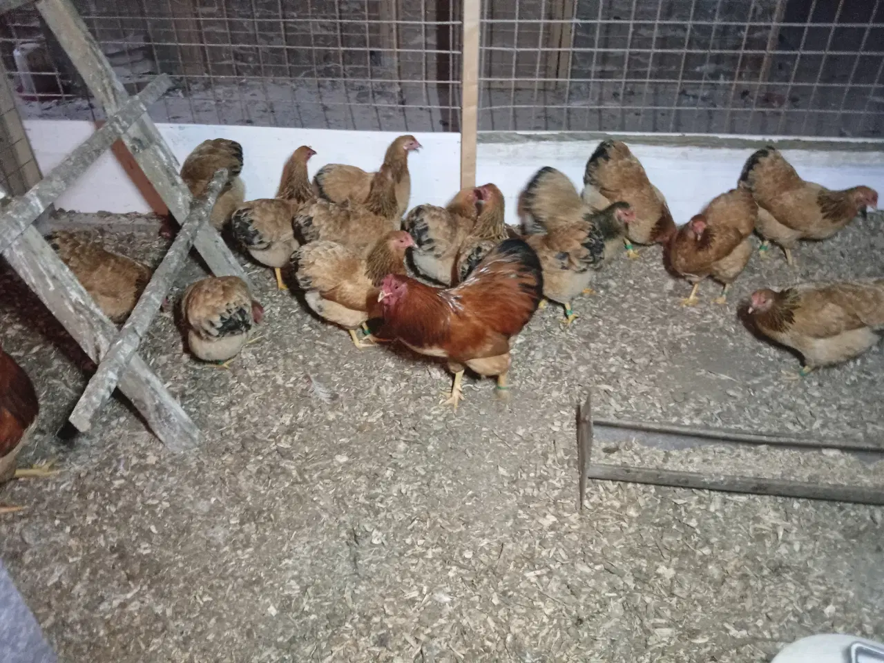 Billede 4 - Dværghøns