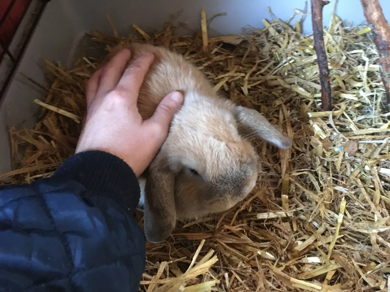 Billede 3 - Emil søger et kærligt hjem